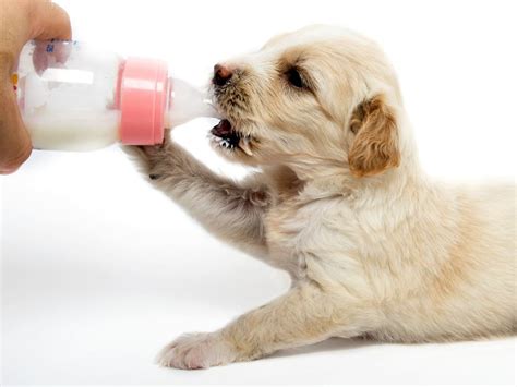 dogs not drinking milk.